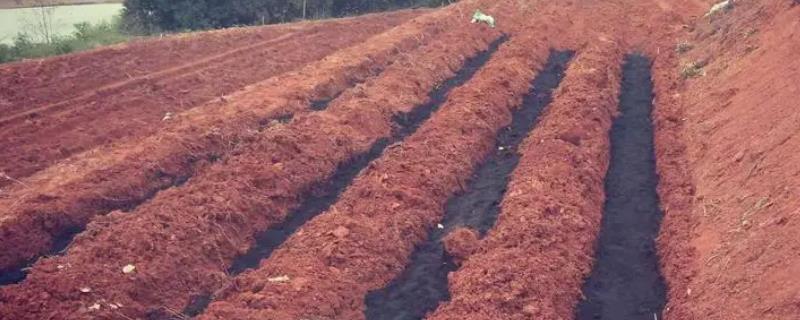 具体的施肥技术有哪些，种肥追肥和底肥的施肥方法有什么不同之处