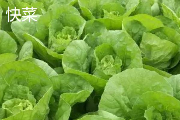 夏季如何避免蔬菜早衰，可采取清沟排渍、灌水降温、追施肥料等措施