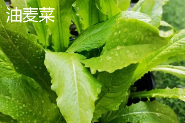 夏季如何避免蔬菜早衰，可采取清沟排渍、灌水降温、追施肥料等措施