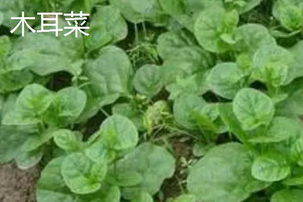 夏季如何避免蔬菜早衰，可采取清沟排渍、灌水降温、追施肥料等措施