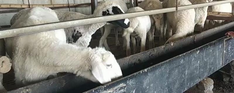 应该怎样做才能让羊多喝水，给它喂点面汤或者在水里加些糖分
