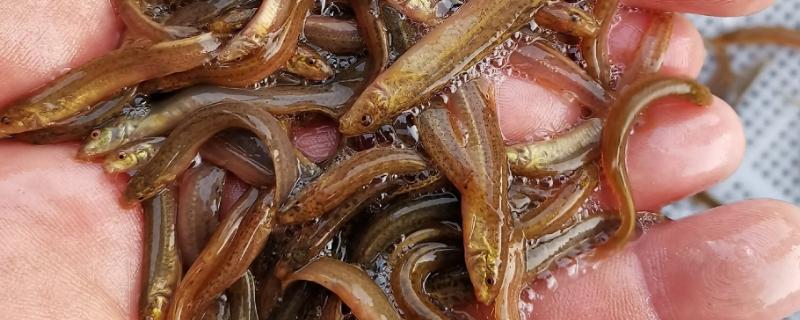 泥鳅苗的市场价格是多少，目前大约是零点零六元左右一尾