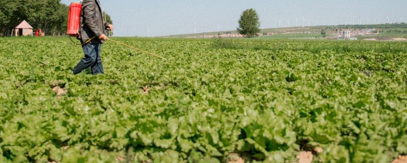 噻虫嗪的防治对象主要有哪些，防治蚜虫飞虱叶蝉以及粉虱等害虫的效果极好
