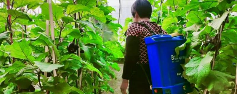 应当如何正确使用防落素，这种药剂可以在作物的开花期兑水进行喷雾处理