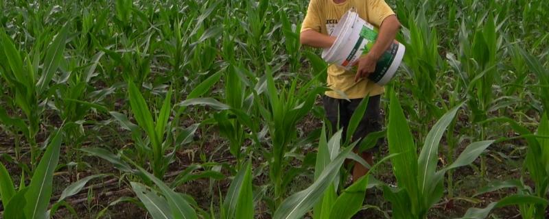 甜玉米应该如何进行施肥，施肥原则要坚持以基肥为主并以追肥为辅