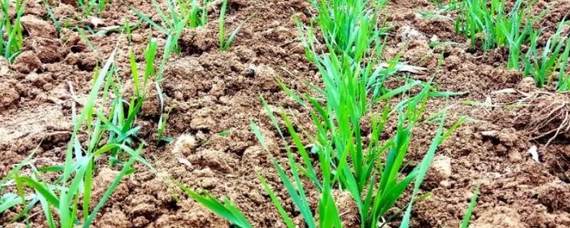 莠去津的药效作用及具体使用方法，可有效防治一年生禾本科杂草与多种阔叶杂草