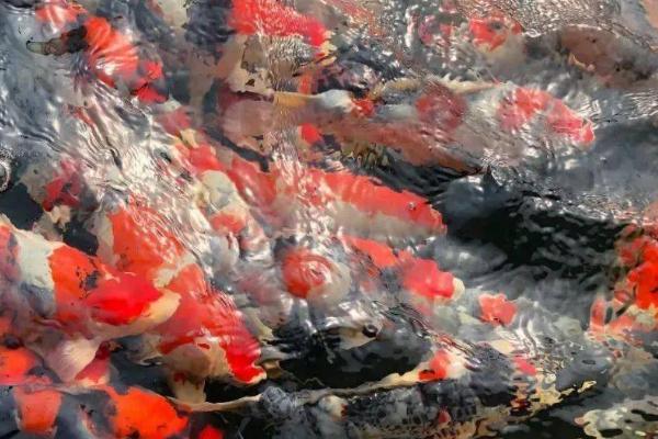 养锦鲤的水比较浑浊如何解决,投放硝化细菌可起到净化作用