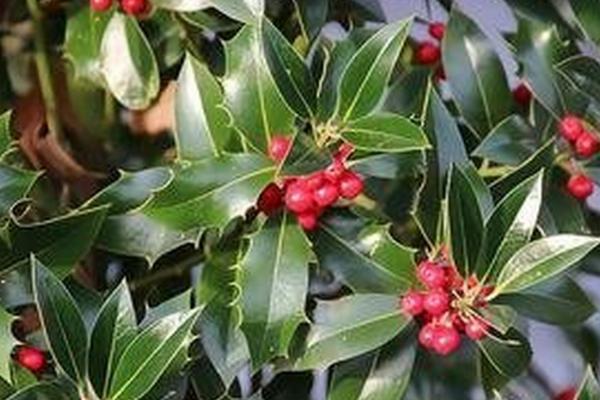 枸骨是什么植物，是冬青科常绿灌木或小乔木