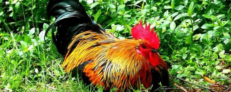 公鸡下蛋到底是怎么回事，其实这只是一种动物的性逆转现象