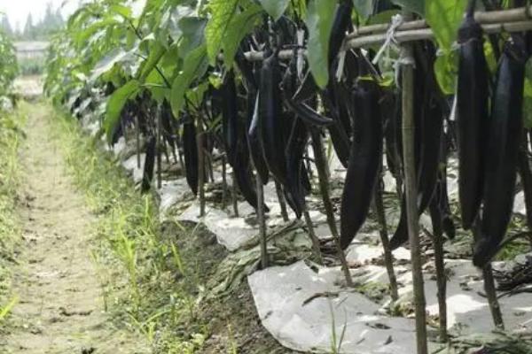茄子的生理期病害有哪些，有畸形果、低温障碍、秧苗疯长等