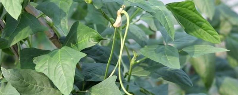 豆角侧枝究竟要如何进行处理，首先需要彻底抹除其底部的所有侧芽