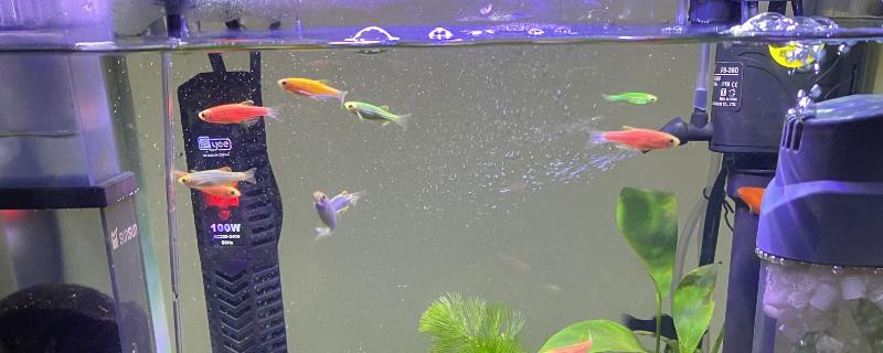 鱼缸究竟是否需要清除表面的油膜，通常是必须要除膜的否则容易隔绝空气流入