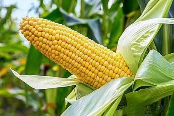 耘丰25玉米种子特征特性，中抗玉米螟（5.6MR）