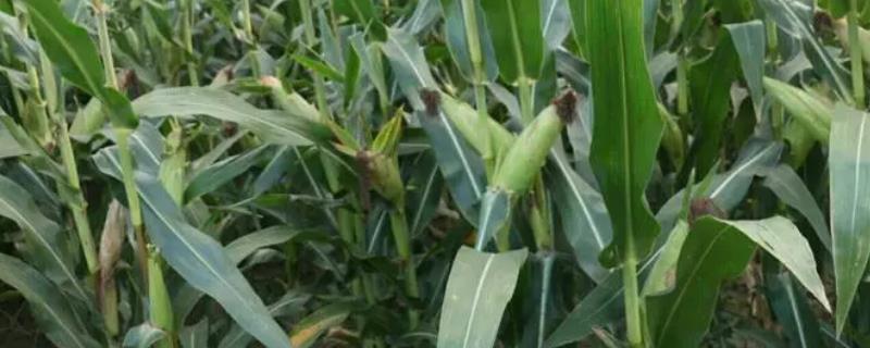 JS1001玉米种子有哪些特征特性，中抗茎腐病发病率仅为百分之二十八点六