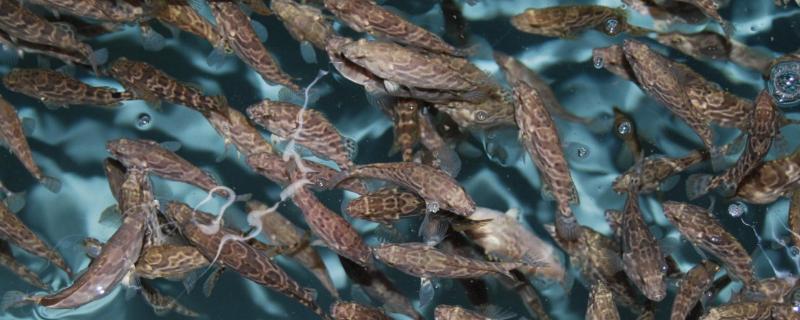石斑鱼的主要养殖方式有哪些，体型太大的鱼苗一定不要去选择