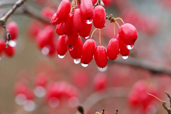 哪些药材适合在河南农村种植,包括地黄、山药、牛膝、菊花等品种