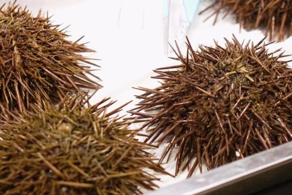 海胆是什么,是一种像植物的海洋生物