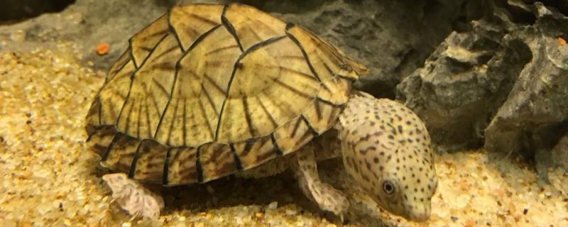 剃刀龟不进食的原因有哪些，可能是因为不适应新环境或者水温太低等因素导致