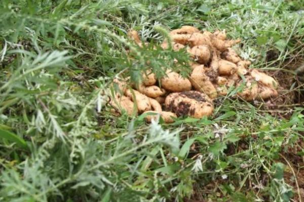 天麻常见虫害怎么防治,需根据害虫类型采取对应措施