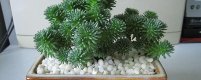 球松的具体繁殖方法有哪些，它最常见的繁殖方式是扦插繁殖技术