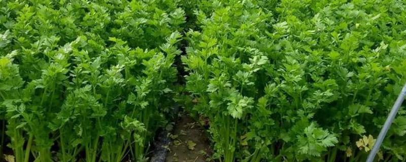 芹菜为什么会出现先期抽薹的现象，主要原因通常是经历低温后又遇上了高温天气