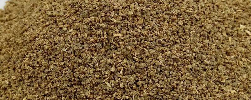 芹菜种子发芽到底需要多长时间，如果环境温度适宜通常只需要七到十天