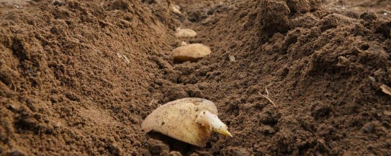 秋马铃薯在稻田里如何进行免耕种植，以及在播种前是否要求先开沟做畦