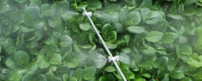 蔬菜植物生长调节剂使用注意事项有哪些，一定要注意应用范围和具体使用方式