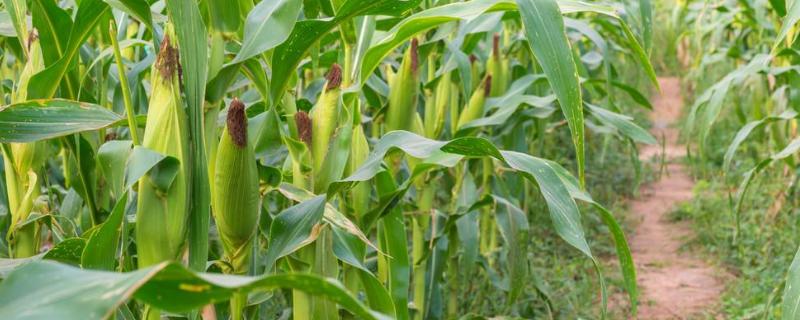 鑫满仓616玉米品种具体有哪些特性，这种普通玉米品种究竟怎么样