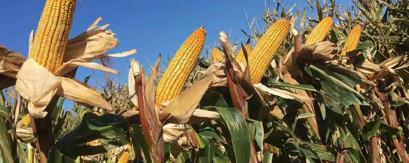 高歌6号玉米种子品种介绍，建议选择中等肥力以上地块种植