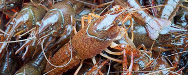 养殖小龙虾的池塘具体应该怎么挖，池塘内部要如何做好排水灌水的设计工作