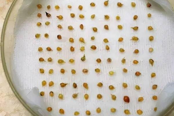 蔬菜种子怎么催芽,包裹至湿布中再埋入粪堆、可利用发酵温度达到催芽目的