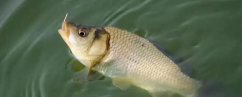 钓鲫鱼时选奶香饵料好还是腥香饵料好，了解不同季节适合的饵料味型