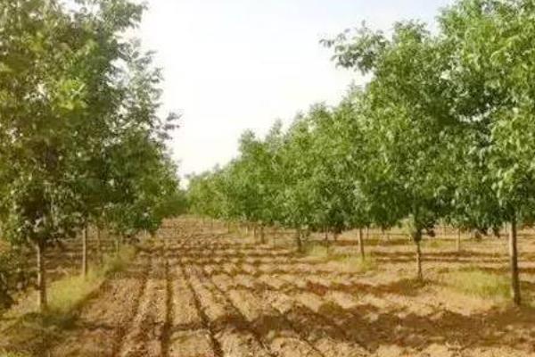 怎么利用山核桃进行人工造林，经过垦地后可定植二年生实生苗