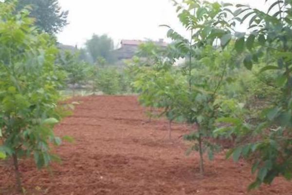 怎么利用山核桃进行人工造林，经过垦地后可定植二年生实生苗