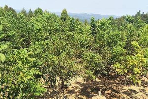 怎么利用山核桃进行人工造林，经过垦地后可定植二年生实生苗