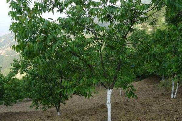 怎么利用山核桃进行人工造林，经过垦地后可定植二年生实生苗