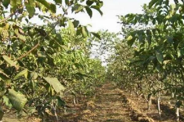 怎么利用山核桃进行人工造林，经过垦地后可定植二年生实生苗