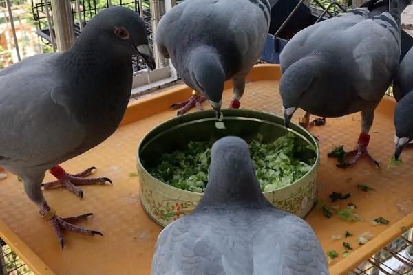 幼鸽喂什么食物,豌豆、谷类、蔬菜均可饲喂