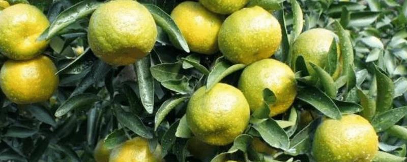 脱落酸具体有哪些生理作用，它是否能促进作物开花并加速浮萍的繁殖速度