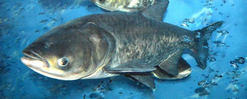 大头鱼主要吃什么类型的饲料，它可以吃全价搭配的粉状饲料吗