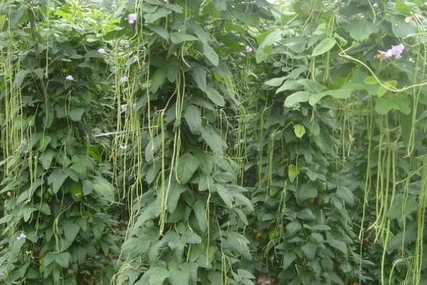 豆角侧枝要怎么处理,首先抹除底部侧芽