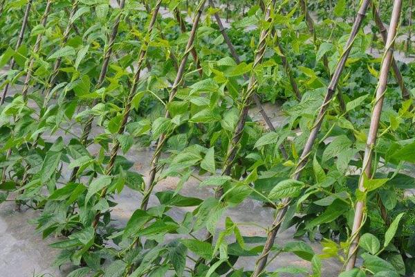 豆角侧枝要怎么处理,首先抹除底部侧芽