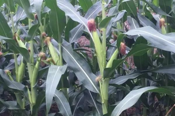 宇白单319玉米品种简介，适时防治小斑病等病虫鼠害