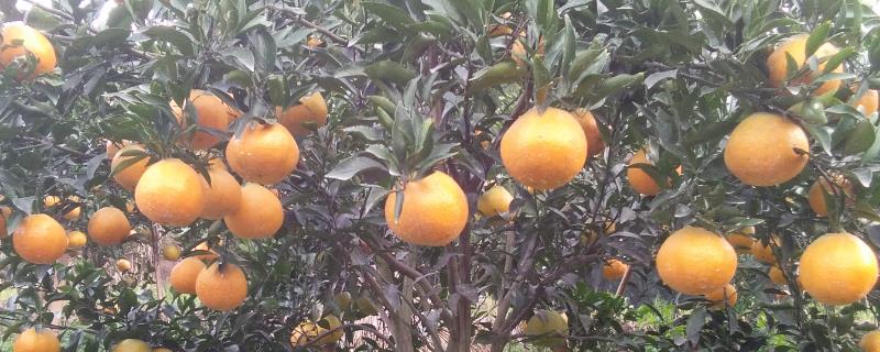 耙耙柑树苗的科学栽培技术，针对生长过于茂密的枝干要进行合理疏剪