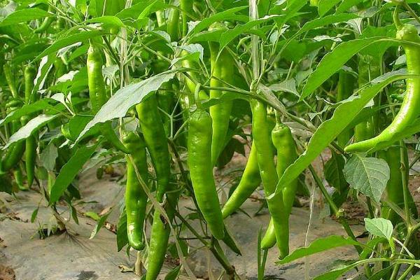 辣椒一年四季都可以种植吗,四季皆可种植