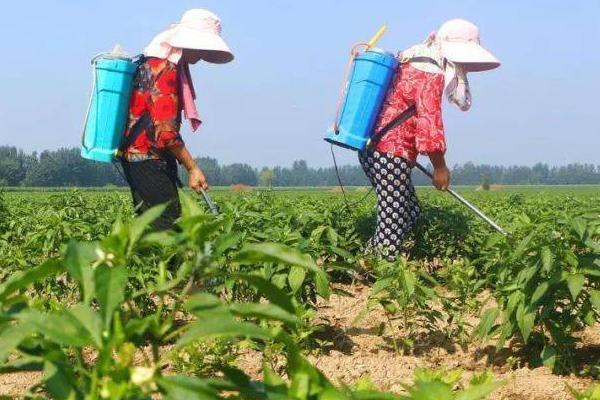 辣椒一年四季都可以种植吗,四季皆可种植