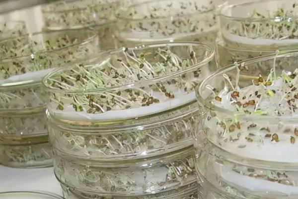 芹菜种子发芽所需时间，温度适宜时只需7-10天
