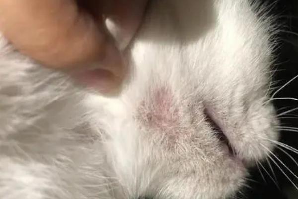 猫藓如何治疗,严重的话需剃毛后再上药