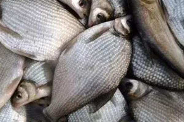 鳊鱼可以长到什么程度，成年后体长可达到40厘米左右